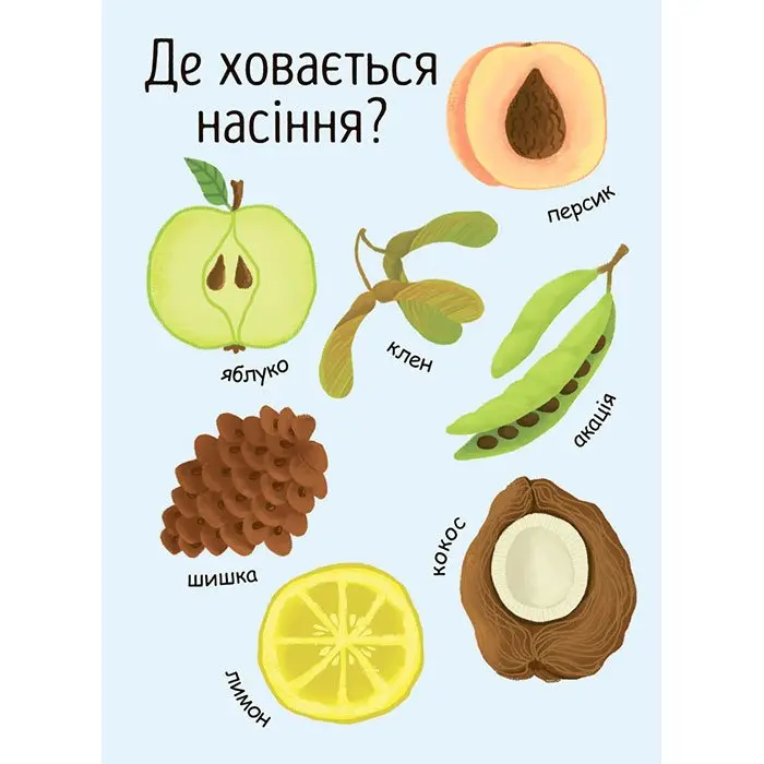 Моя перша енциклопедія Як виростає дерево? Ranok Л807004У — фото 6