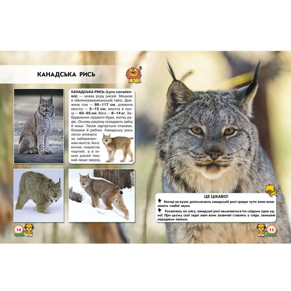 Фотоенциклопедія "Світ навколо нас. Великі кішки" Crystal Book — фото 2