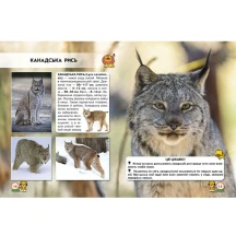 Фотоенциклопедія "Світ навколо нас. Великі кішки" Crystal Book — фото 2