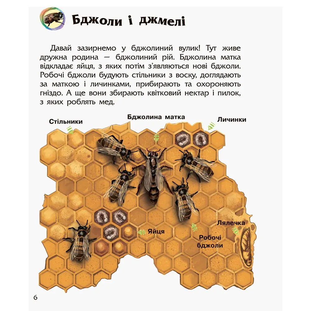 Енциклопедія дошкільника "Комахи" Ranok 2+ С614014У — фото 6