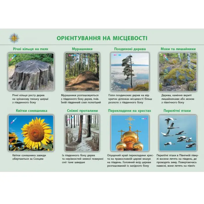 Комплект плакатов Ranok А1 "География. 6 класс" наглядность нового поколения Г100064У Комплект плакатов Ranok А1 "География. 6 класс" наглядность нового поколения Г100064У — фото 2