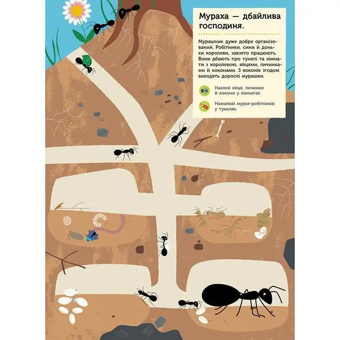 Моя книга природи "Комахи у саду" Ranok 3+ С849005У — фото 4