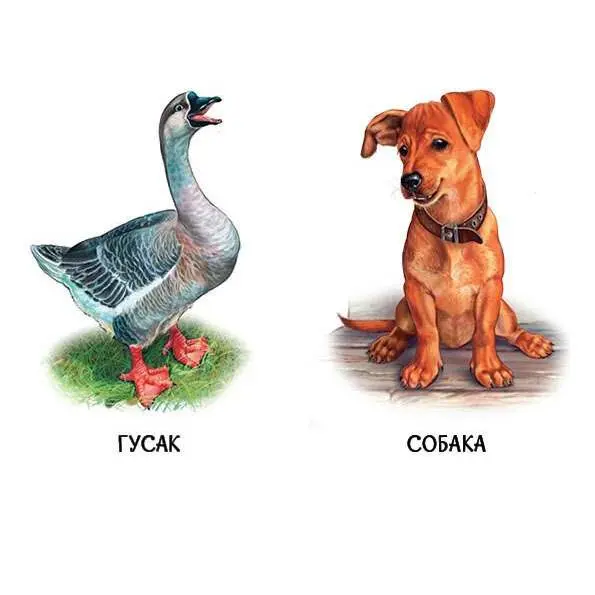 Книга - картонка серії "Малятам про звіряток. 22 картинки", асорті Ranok 1+ А216001-8У — фото 6