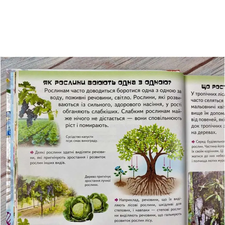 Велика дитяча енциклопедія у запитаннях і відповідях Пегас — фото 6